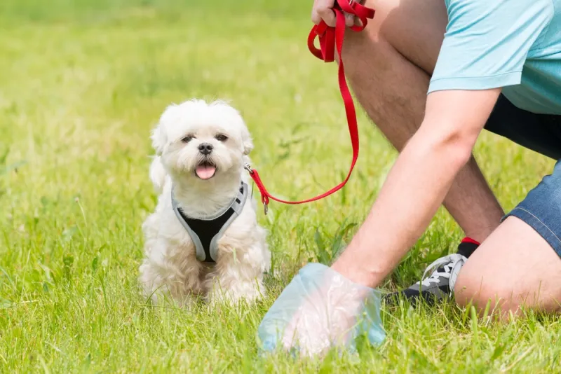 Pet Waste and Its Impact on the Environment