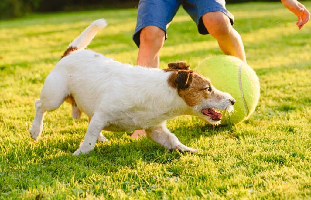 Tips to Maintain a Clean Yard for Pet Owners