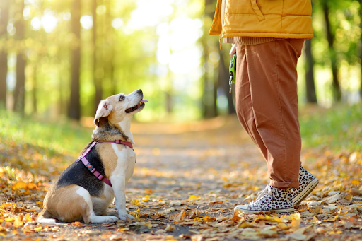 Diy vs Professional Pet Waste Removal: What’s Better?