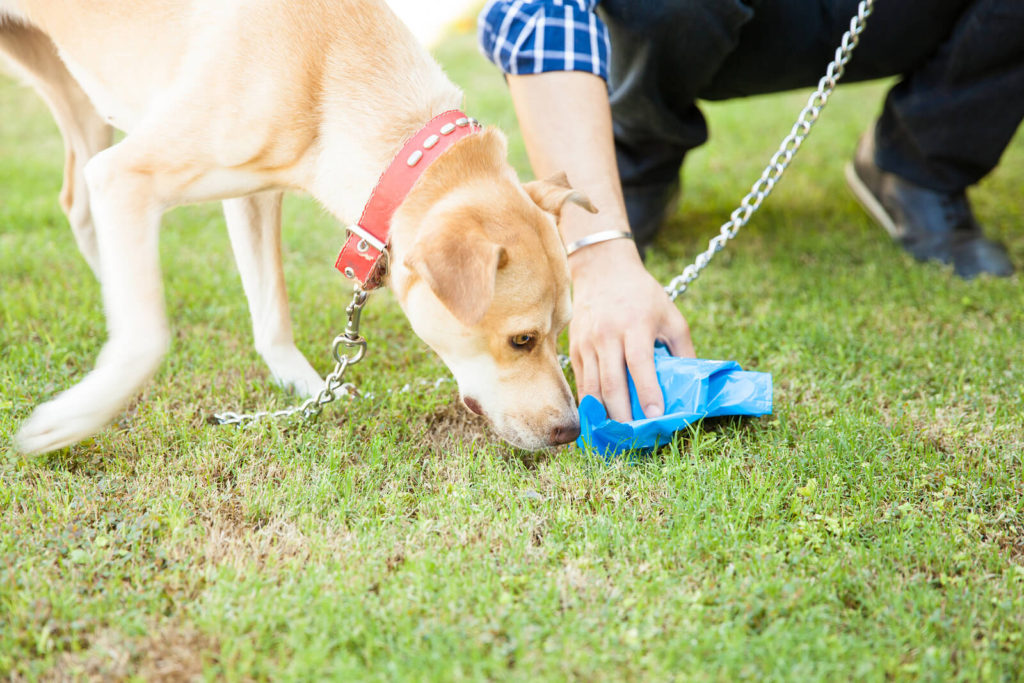 How Often Should You Clean Pet Waste from Your Yard