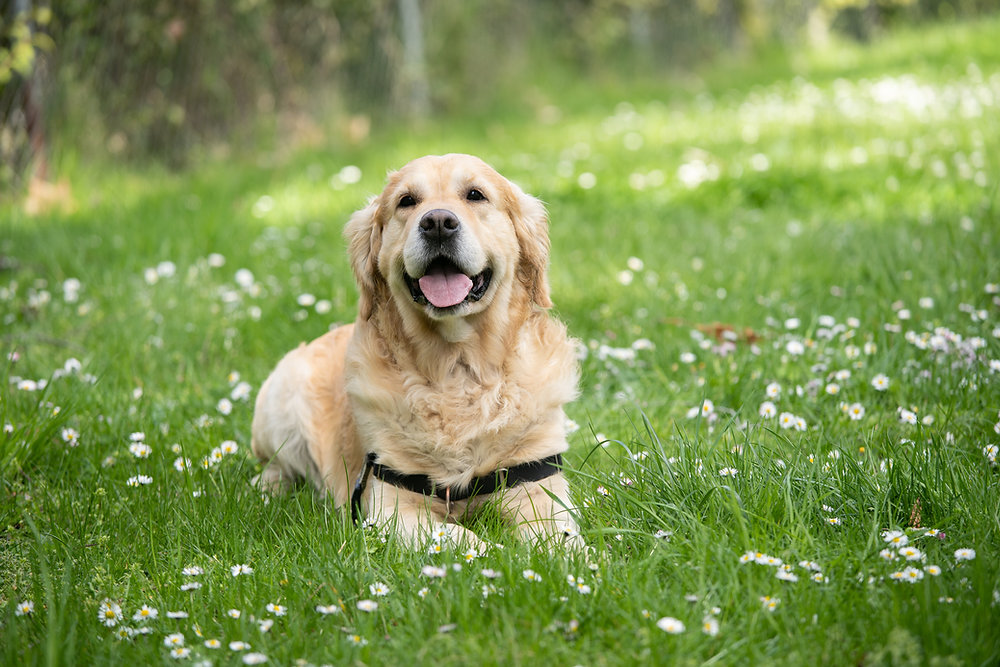 Benefits of Hiring a Pet Waste Removal Service